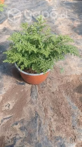 Helecho arroz