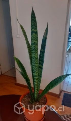 Planta Sansevieria (lengua de suegra)