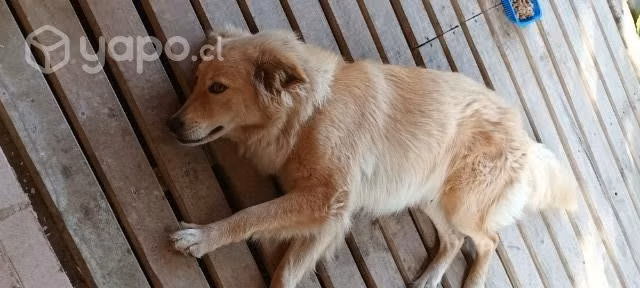Se regala URGENTE perrita - Imagen 3