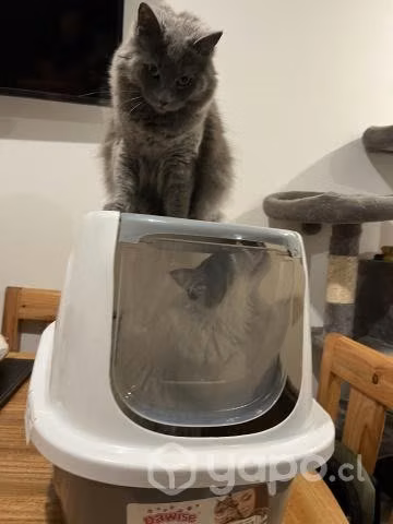 Baño para gato