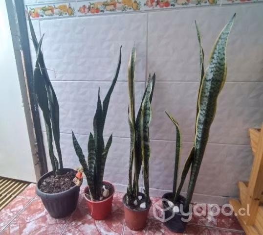Lenguas de suegra