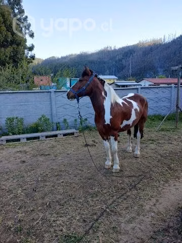 Caballo