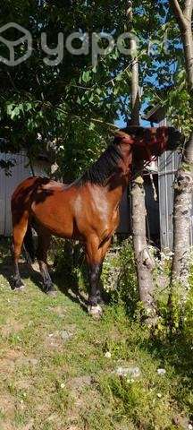 Caballo de 6 años - Imagen 4