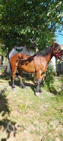 Caballo de 6 años - Imagen 2
