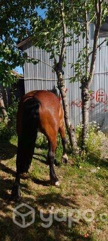 Caballo de 6 años - Imagen 3
