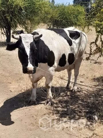 Vaca