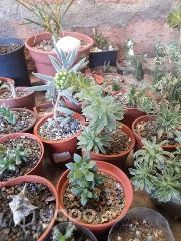 Cactus, suculentas y plantas varias