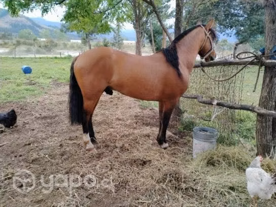 Vendo lindo potro