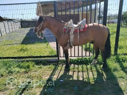 Vendo lindo potro