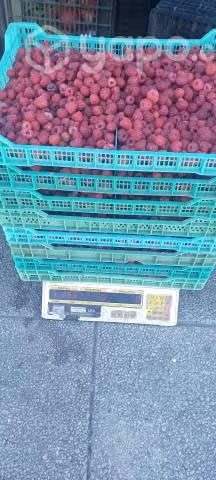 Frambuesas por kilo fresca