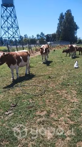 6 Vacas paridas - Imagen 2