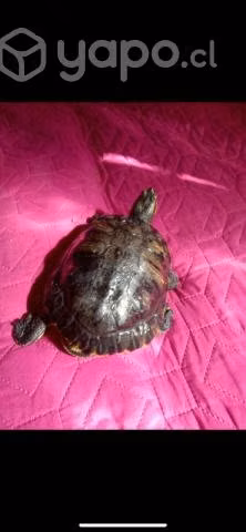 Adopcion - Imagen 2