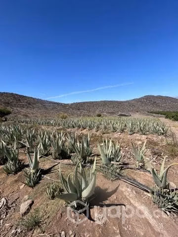 Venta mayorista de hojas de aloe Vera