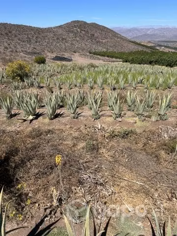 Venta mayorista de hojas de aloe Vera