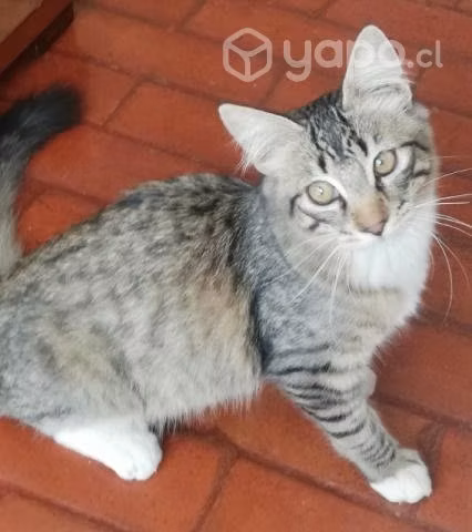 Gatitos en adopción