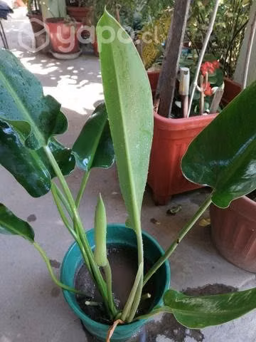 Longuifolio, su hoja más grande mide 34 cts