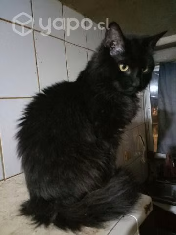 Gatita busca hogar