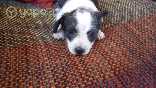 Perritos bebe se regalan