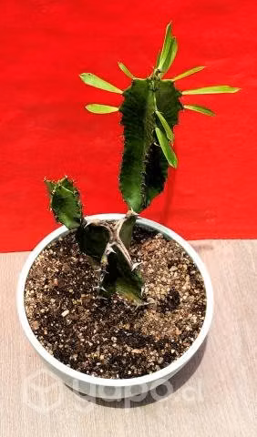Maceta Cactus Euphorbia Candelabrum