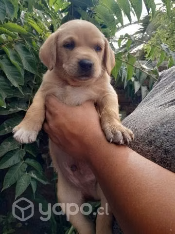 En adopción bellos cachorritos