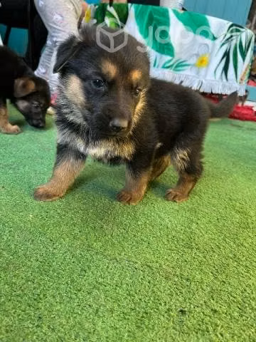 Adopcion