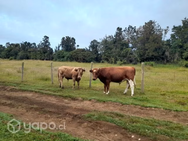 Linda mancorna para el amanse