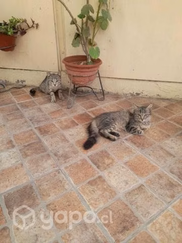 Regalo gatitos - Imagen 2