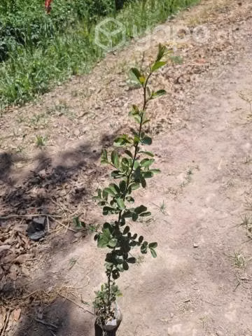 Crateus 50-120cm