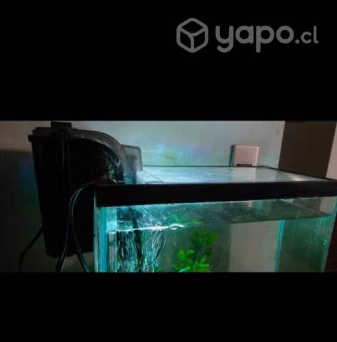 Pecera - Imagen 2