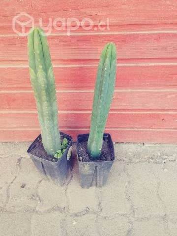 Cactus - Imagen 2
