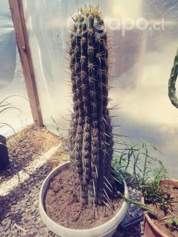 Cactus - Imagen 3