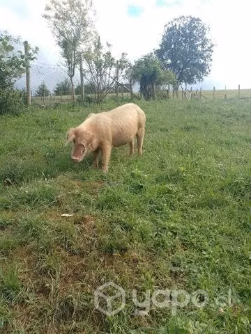 Cerda preñada