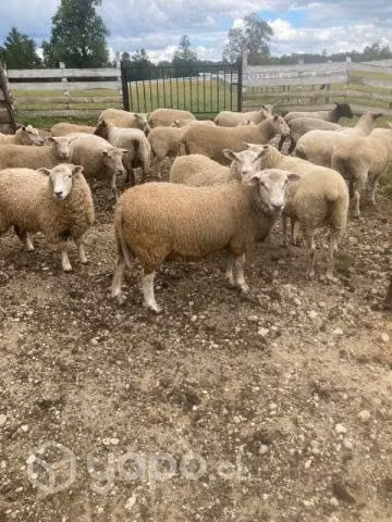 Carnero del año, raza Highlander