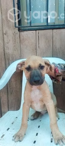 Perritos mestizos los regalamos