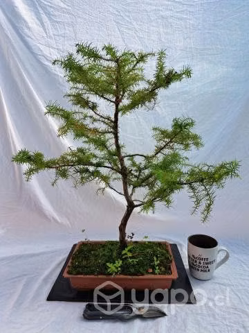 Bonsai