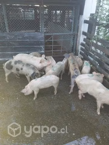 Chanchos maltones de todos portes
