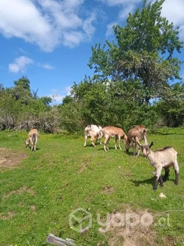Cabras Lecheras