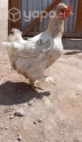 Gallina y/o gallo