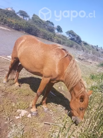 Bonita yegua se vende o permuta