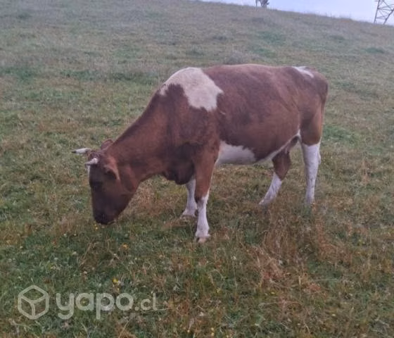 Toro y vaca