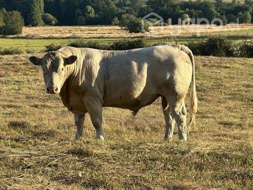 Toro charoláis - Imagen 4