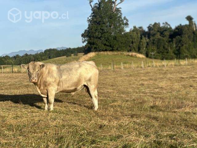 Toro charoláis - Imagen 2