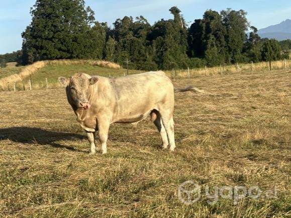 Toro charoláis - Imagen 3