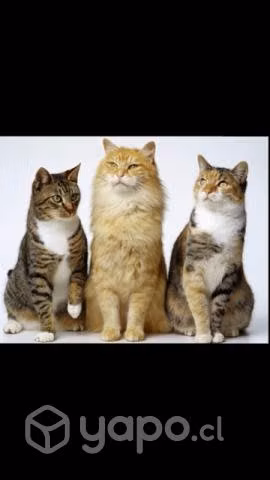 Cuido gatos a domicilio