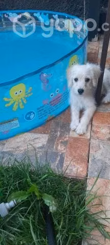 Cachorrita hija de Maltés busca hogar