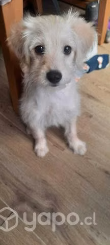 Cachorrita hija de Maltés busca hogar