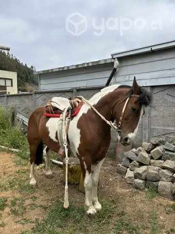 Caballo manso