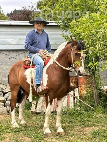 Caballo manso