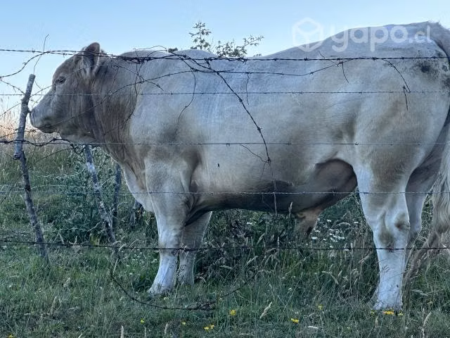 Toro charoláis