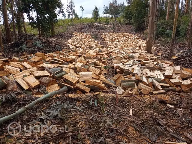 Leña de eucalipto semi-seca cerca de maullín